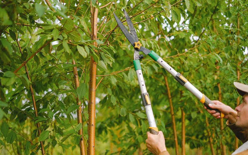 Tree trimming in Leamington, UT