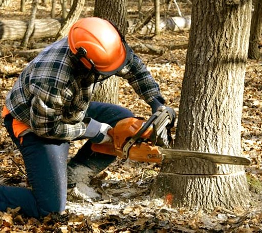 Tree Removal in Leamington, UT